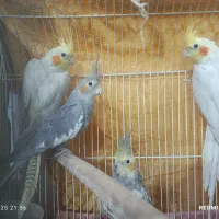 عروس هلندی|پرنده|کرج, آق تپه|دیوار