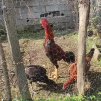 فروش خروس|حیوانات مزرعه|لوندویل, |دیوار