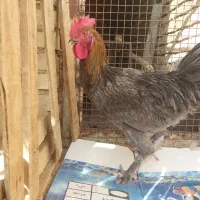 خروس برهما دو رنگ وکفتر