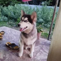 واگذاری سگ هاسکی