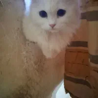 پرشین ماده مانچیکن اصیل