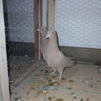 کبوتر زرد کرمونی