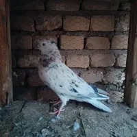 مخلفه .کهنه