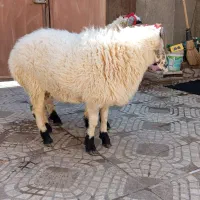 بره گوسفند وطنی چاق و چله|حیوانات مزرعه|زاهدان, |دیوار