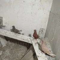 چند عدد کبوتر رنگی دم سفید|پرنده|خرم‌آباد, |دیوار