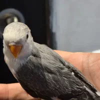 جوجه طوطی برزیلی رنگ خاص و جفت یووینگ و اپلاین|پرنده|تهران, نصرت|دیوار