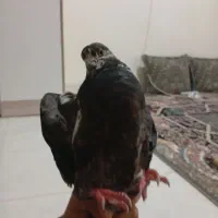 یککبوترخوبمعاوضهبامرغعشق