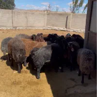 گوسفند نر و‌ماده هموزیگوت و هتروزیگوت چند قلو زا|حیوانات مزرعه|تبریز, |دیوار
