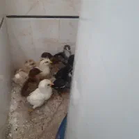 جوجه گلین درجه یک