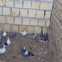 کفترپرشی یزدی|پرنده|یزد, |دیوار