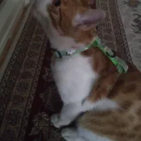 گربه خانگی گمشده|گربه|اردبیل, |دیوار