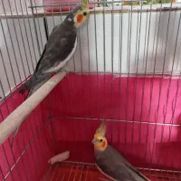 عروس هلندی