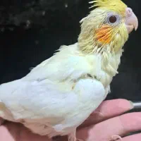 جوجه عروس هلندی وکوتوله برزیلی سرلاکی|پرنده|شیراز, شهرک رضوان|دیوار