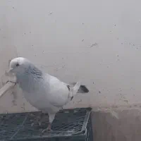 کبوترنرمصری