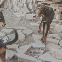 سگ دوبرمن|سگ|شیراز, برمشور علیا|دیوار