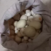 س نگ طعبیی|جواهرات|شیروان (خراسان), |دیوار