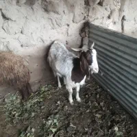 بز و بزغاله