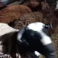 بره نر|حیوانات مزرعه|سمنان, |دیوار