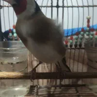 سهره چهار گل کراواتی..