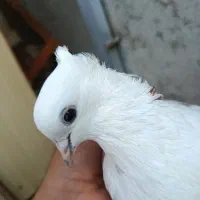 دوکت چین ماده