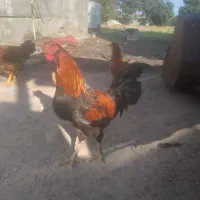 خروس چهل تاج سالم|حیوانات مزرعه|نوشهر, |دیوار