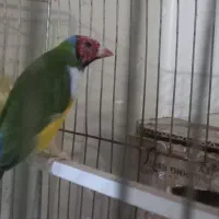 زیباتر از نقاشی پرنده ای رویایی|پرنده|گتوند, |دیوار