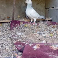 کلاغ|پرنده|بم, |دیوار