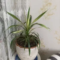 انواع گل پتوس.بنجامین .اریکا