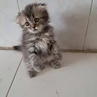 واگذاری توله گربه ماده دو ماهه کرج