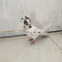 تهرانی زوردار|پرنده|سرپل ذهاب, |دیوار