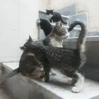 واگزاری ۲بچه گربه|گربه|تبریز, |دیوار