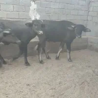 گوساله گاومیش