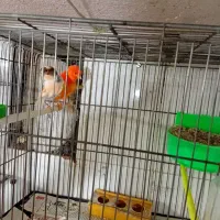 سه جفت قناری تضمینی جوجه رسون دارن آغول گرم میکنن|پرنده|تربت‌حیدریه, باغ سلطانی|دیوار