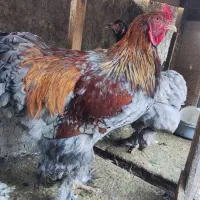 مرغ برهمایی مرغ محلی مرغ نیمچه