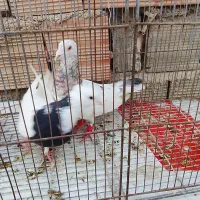 طوقی|پرنده|آشخانه, |دیوار