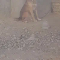 واگذاری سگ|سگ|دوتپه, |دیوار