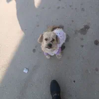 سگ خانگی فهمیده|سگ|طبس, |دیوار