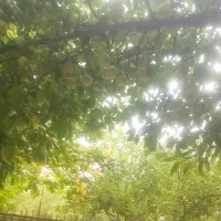 نیازمند کارگر ماهیانه در باغ حنا