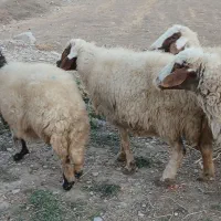 گوسفند|حیوانات مزرعه|ملکشاهی, |دیوار