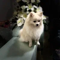 یک عدد سگ نر پامرین|سگ|کرج, عظیمیه|دیوار