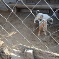 سگ دو رگه ترکمن الابای|سگ|سیمین شهر, |دیوار