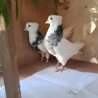 چند جفت طوقی مهر