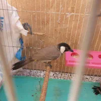 راهنمایی فروشی