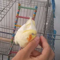 عروس هلندی زعفرونی بهترین نژاد|پرنده|اقلید, |دیوار