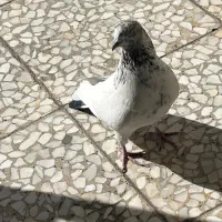 کبوتر نر جوان|پرنده|تهران, توحید|دیوار