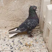 کبوتر دمب سفید سینه سیاه