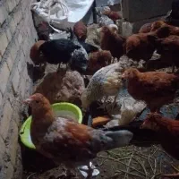 مرغ و خروس محلی