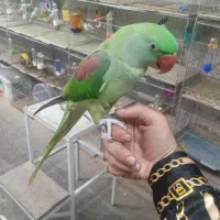 شاه طوطی اهلی سخنگو|پرنده|تبریز, |دیوار