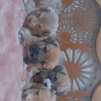 واگذاری توله سگ پاپی