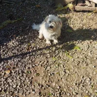 واگذاری سگ نر